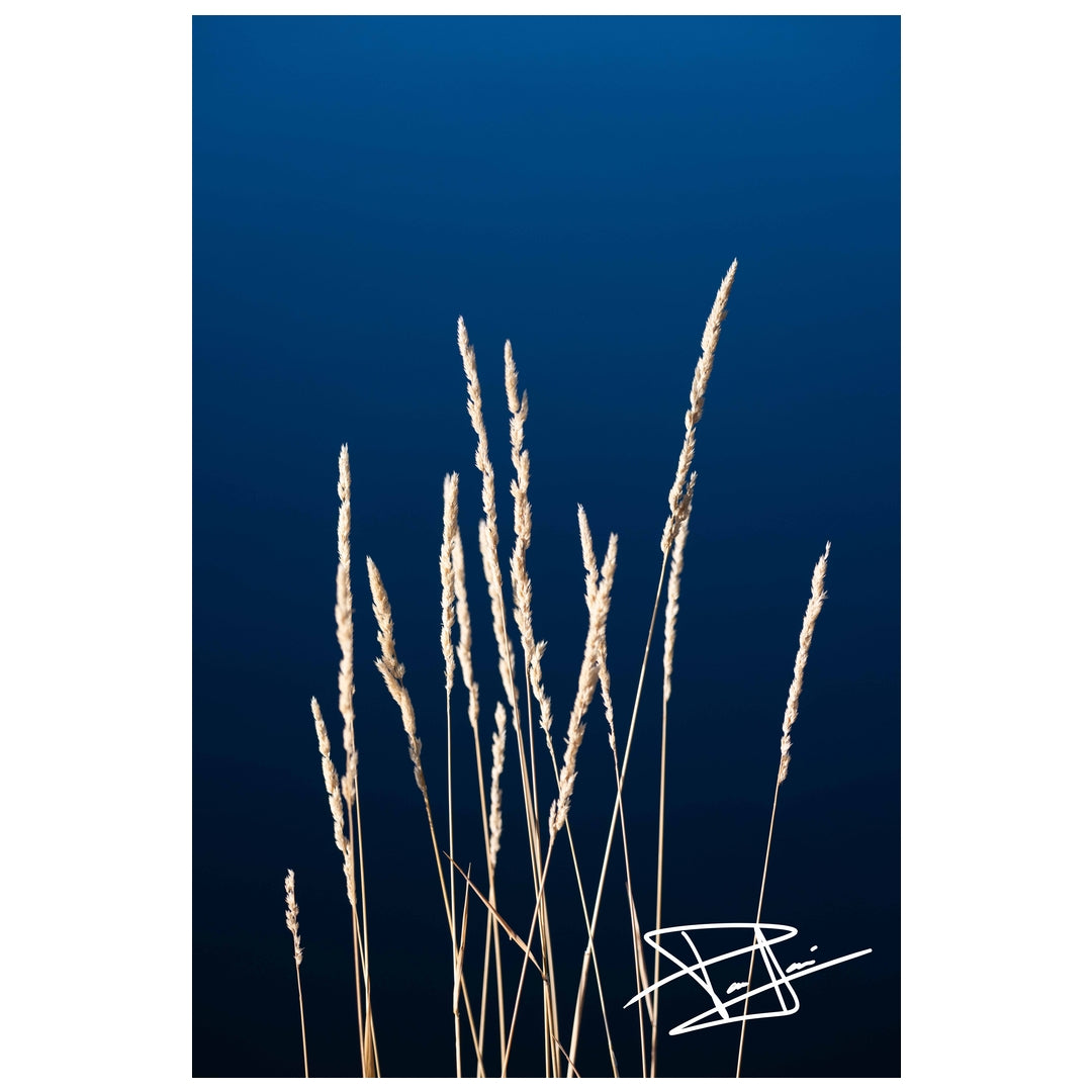 Alpine Reeds