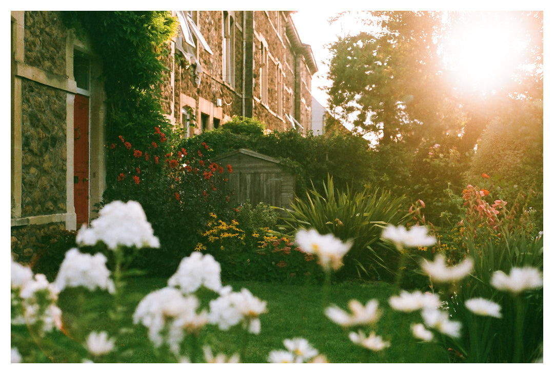 Daisies