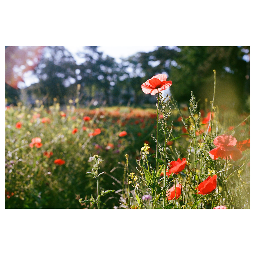 Poppies